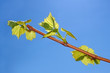 Young leaves of grapes