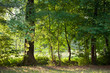 alberi  1652