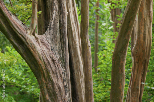 Photo: alberi 1661 alberi 1661