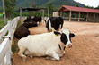 Dairy cows