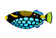 Clown Triggerfish
