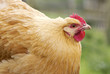 Close up image of Orpington chicken hen