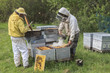 Foto: apicuteurs apicuteurs