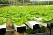 Hydroponic vegetable farm
