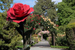 Rosengarten im Botanischen Garten von Christchurch