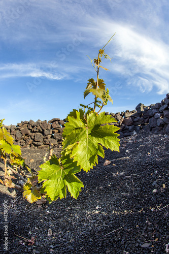 Photo: vineyard in Lanzarote island, growing on volcanic soil vineyard in Lanzarote island, growing on volcanic soil