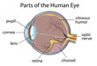 Human eye