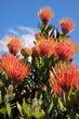 Blüten des Nickendes Nadelkissen (Leucospermum cordifolium)