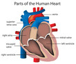 Parts of the heart