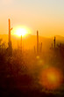 sunset in Saguaro National Park, Arizona, USA
