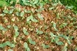 Small watermelon seedling