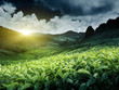 Tea plantation