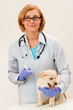 Veterinary surgeon is giving the vaccine to the labrador puppy