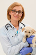 Friendly veterinary and lovely labrador puppy Friendly veterinary and lovely labrador puppy