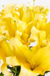 Beautiful lilies Beautiful lilies