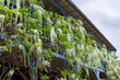 Glycine, maison, balcon, terrasse, plante, fleur, jardin Glycine, maison, balcon, terrasse, plante, fleur, jardin