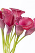 beautiful flowers beautiful flowers