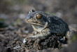 Spade Footed Toad