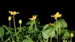 Spring blooms of yellow flowers primroses