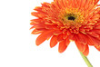 Red flower gerbera Red flower gerbera