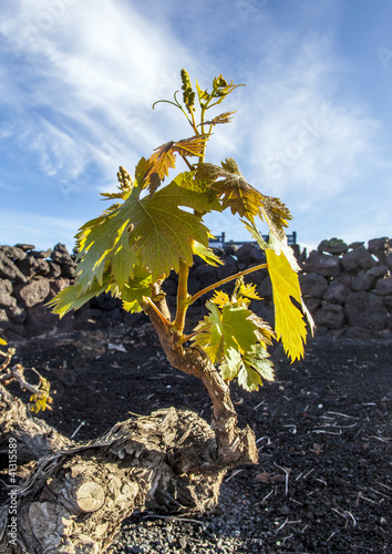 Photo: vineyard in Lanzarote island, growing on volcanic soil vineyard in Lanzarote island, growing on volcanic soil