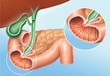 Fettverdauung, Pankreas und Gallenenzyme, Sekrete