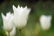 White Tulips with rain drops