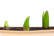 Three growing plants Three growing plants