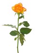 Orange gelbe Rose