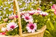 Sommeranfang