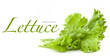 Lettuce isolated on white background (with sample text)