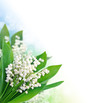 Lily of the valley background