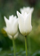 White Garden Tulips
