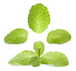 Collection of fresh mint isolated on a white background