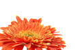 Red flower gerbera Red flower gerbera