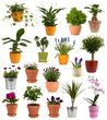 Foto: Flowers and plants in pots Flowers and plants in pots