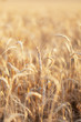 Field of golden wheat Field of golden wheat