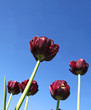 black tulips are in the drops of dew black tulips are in the drops of dew