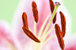 Macro shot of tiger lily.