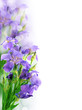 Beautiful iris flower background
