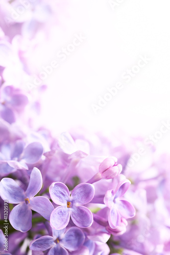 Photo: Art Spring lilac abstract background Art Spring lilac abstract background