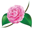 Vektor: Beautiful Camellia vector Beautiful Camellia vector