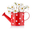 white spring flowers in red vase isolated on white background