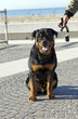 cucciolo di rottweiler