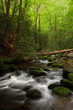Photo: Quick forest stream Quick forest stream