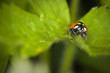 Coccinelle