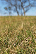 Vertrockneter Baum im Frühjahr