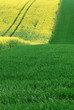 Photo: Blühendes Rapsfeld Blühendes Rapsfeld