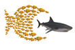 Illustration: fish group chasing shark fish group chasing shark