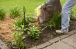 mulching a flower garden